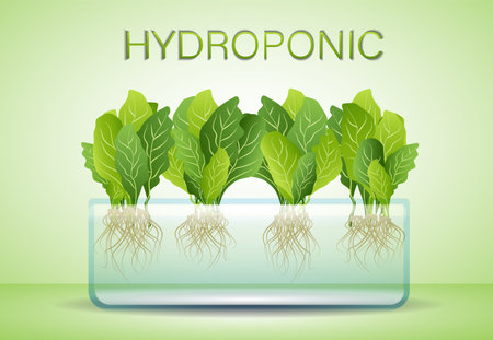 Portable hydroponic aeroponic system for eco-friendly growing of green lettuce, vegetables and herbs. Organic vegetable gardenのイラスト素材