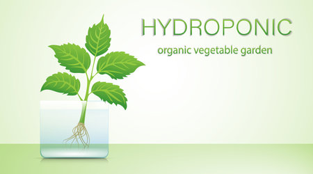 Portable hydroponic aeroponic system for eco-friendly growing of green lettuce, vegetables and herbs. organic vegetable gardenのイラスト素材