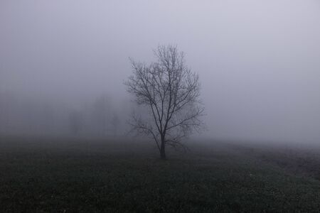 Lonely tree in a foggy morning in Sils wetland in Gironaの写真素材