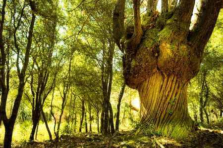 Ancient chestnut in the woods in Montsenyの写真素材
