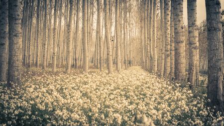 white wild flowers path surrounded by trees in Sils wetland in Gironaの写真素材