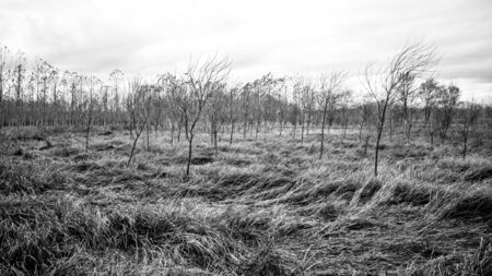Undulating pasture with small trees in Sils wetland in Gironaの写真素材