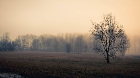 Tree in a foggy landscape in winter in Sils wetland in Gironaの写真素材