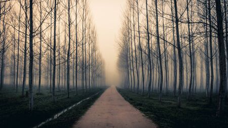 A path across the trees and the fog in Sils wetland in Gironaの写真素材
