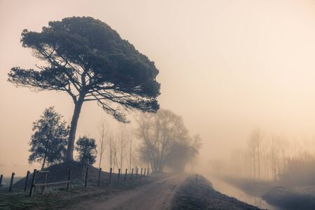 Old big tree in a path of a foggy landscape next to a river in Sils wetland in Gironaの写真素材
