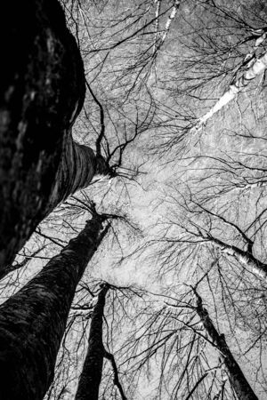 winter trees upside down in black and white in Grevolosa woodsの写真素材