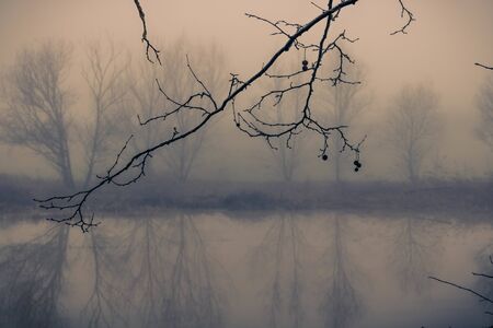 winter sunset during a foggy morning and a branch tree silhouette in the foreground in Sils wetland in Gironaの写真素材