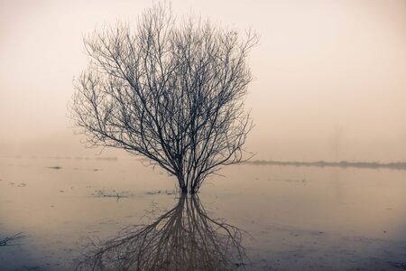 lonely tree reflecting in the water in a wetland in a foggy day in Sils in Gironaの写真素材