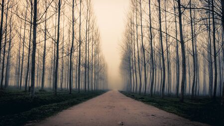 A path across the trees and the fog in Sils wetland in Gironaの写真素材