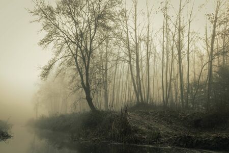 trees in a wetland in a foggy landscape in Sils in Gironaの写真素材