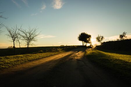 back light of a lonely tree in a road with sunset light in Volcano Crossa near to Sant Dalmai in Gironaの写真素材