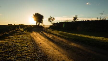 Lonely tree in a roadの写真素材
