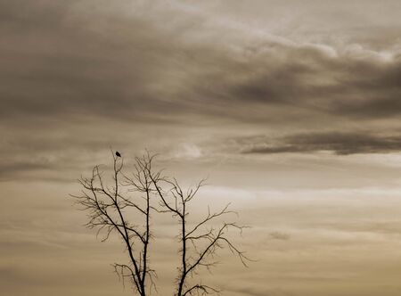 silhouette of a bird in a treeの写真素材