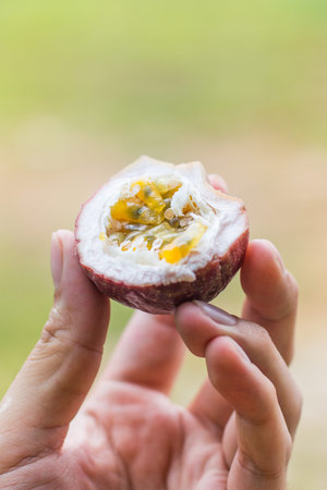 Ripe passion fruit in the handの写真素材