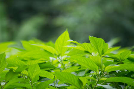 Leaves and a tree in the backgroundの写真素材