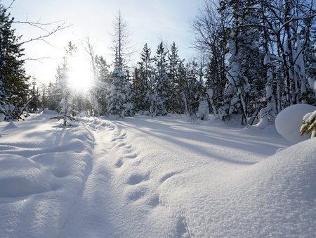 winter landscape forest far northの写真素材