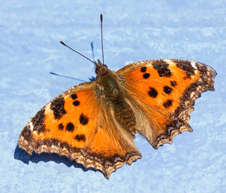 butterfly on a blue backgroundの写真素材