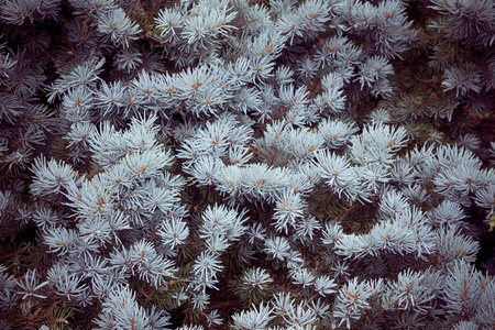 bright blue spruce background with a shaded background and white balance correction