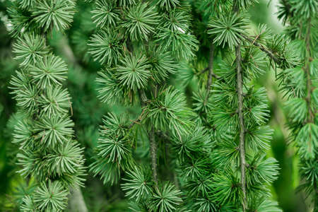 young green spruce branch background screen saver. Taken in close-upの写真素材