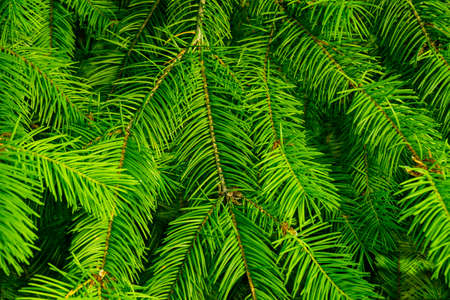 young green spruce branch background screen saver. Taken in close-upの写真素材