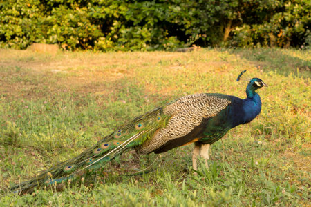 Peacock in a botanical garden, on a green lawn on a sunny day, in profile, close-upの写真素材