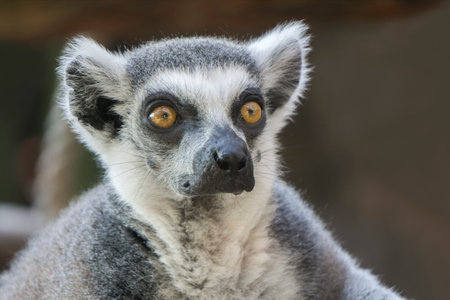 Portrait of a curious, beautiful Madagascar lemur, close-up, infraorder of primates from the...