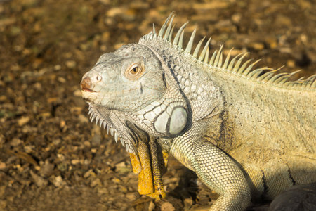 Common iguana, profile, portrait, close-up. Large herbivorous lizard of the iguana family. common or...
