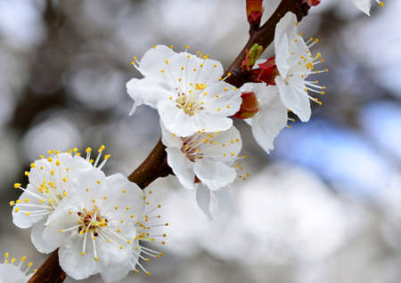 White flowers of apricot tree close-up, free space, spring and Easter conceptの写真素材