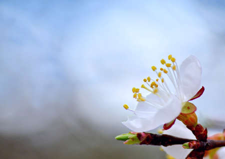 White flowers of apricot tree close-up, free space, spring and easter conceptの写真素材