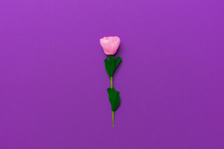 One pastel rose lies in the center of the frame on a bright purple background. View from above.