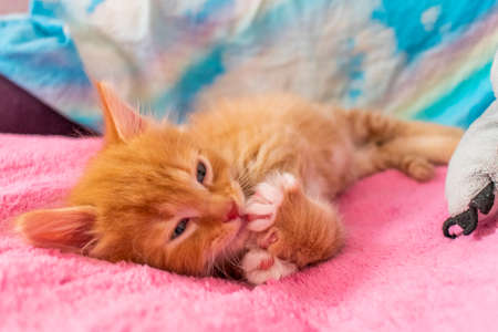 ginger cat relax after play. the kitten is lying on its back and licks his paw.の写真素材