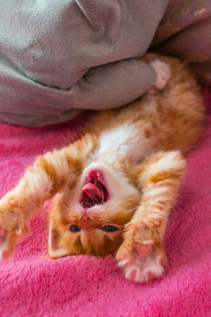ginger cat relax after play. the kitten is lying on its back on pink cover. kitty is yawning.の写真素材