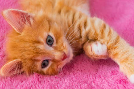 ginger cat relax after play. the kitten is lying on its back and looking at the distance.の写真素材