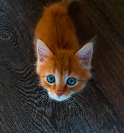 ginger cat on a wood background looking at the camera from the bottom up,