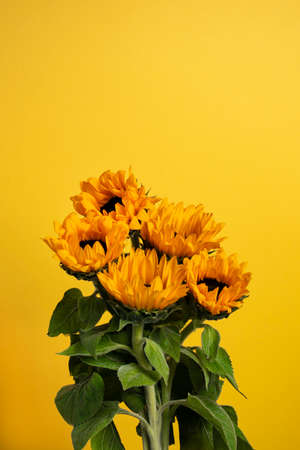 Sunflowers on a yellow background. Copy spaceの写真素材