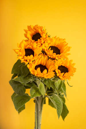 Sunflowers on a yellow background. Copy spaceの写真素材