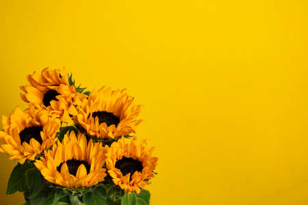 Sunflowers on a yellow background. Copy spaceの写真素材