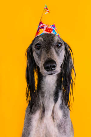 cute greyhound with a birthday party hat on isolated on a yellow backgroundの写真素材