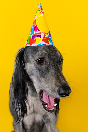 cute greyhound with a birthday party hat on isolated on a yellow background