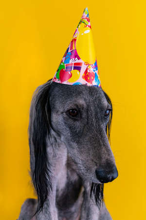 cute greyhound with a birthday party hat on isolated on a yellow backgroundの写真素材