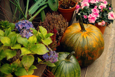 pumpkins and flowers for vegetable market. warm photo. autumn colors.の写真素材