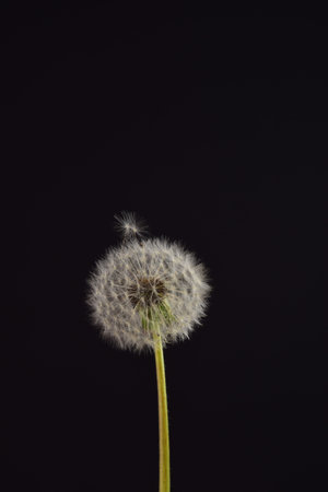 Dandelion on a black background. Dandelion in a frame on the left side, there is a place for text.