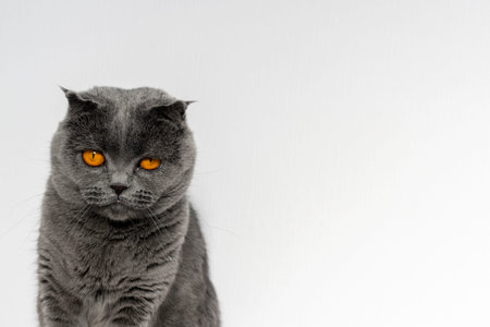 Scottish fold cat sits on a background of a white wall. A beautiful gray cat with bright orange eyes and a serious face. Copy spaseの写真素材