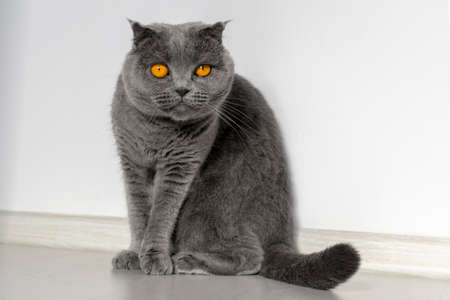 Scottish fold cat sitting at home on the floor against a white wall. A cat of a beautiful gray color with bright orange eyes and a serious faceの写真素材