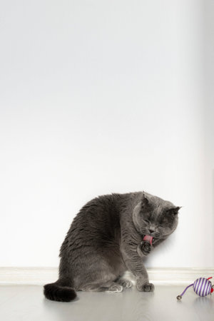Scottish fold cat licks its paw. Nearby lies a toy mouse lonely. Beautiful gray cat with bright orange eyes and a serious face on a white background. Copy space.の写真素材