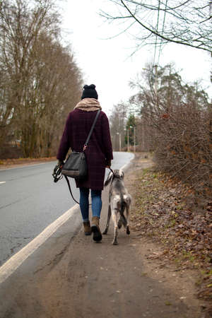 Owner and greyhound saluki dog outdoors walking in the park along road.の写真素材
