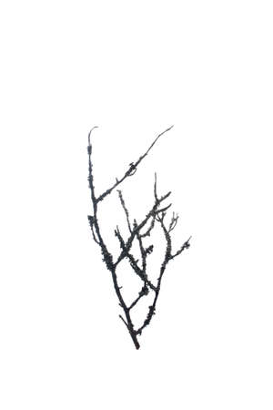 branches moss Isolated on white background.の写真素材