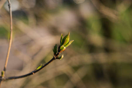 bud on a tree blooms closeup. Selective focusの写真素材