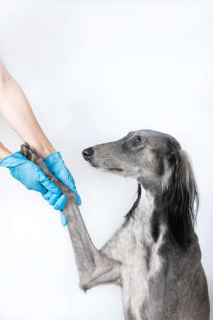 female hands in blue medical gloves gently hold a paw a gray greyhound dog. white background. veterinary conceptの写真素材