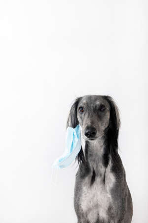 Gray greyhound dog take off a medicine mask on a white background. Epidemic conceptの写真素材